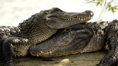 Animals love Crocodiles Reptiles