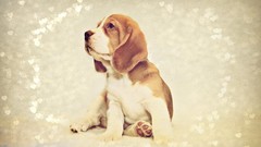 Animals love Dogs Hearts