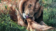 Animals love family Lions artwork