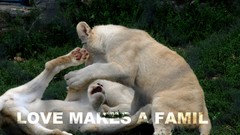Animals love family Lions playing Quotes