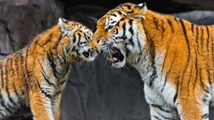 Animals love family zoo Tigers wild animals baby animals