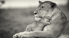 Animals love Lions
