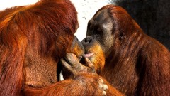 Animals love monkeys kissing orangutans