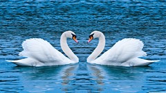 Animals love Swans lakes