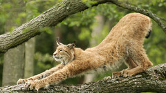 Animals lynx