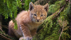 Animals lynx