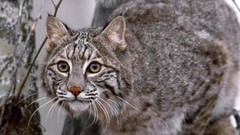 Animals lynx