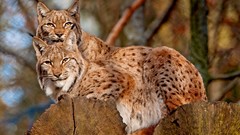 Animals lynx