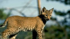 Animals lynx
