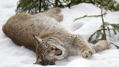 Animals lynx