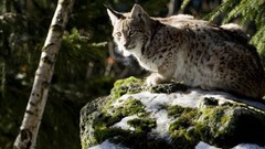 Animals lynx