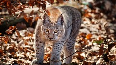Animals lynx