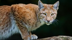 Animals lynx