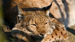 Animals lynx