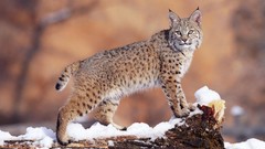 Animals lynx