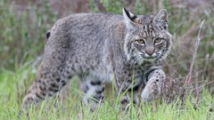 Animals lynx