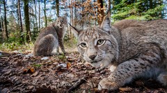 Animals lynx