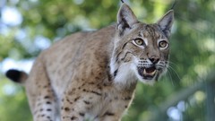 Animals lynx