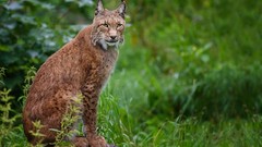 Animals lynx