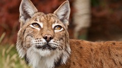 Animals lynx