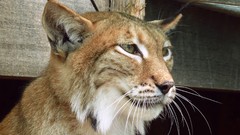 Animals lynx