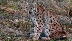 Animals lynx