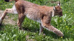 Animals lynx
