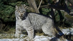 Animals lynx