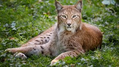 Animals lynx