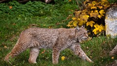 Animals lynx