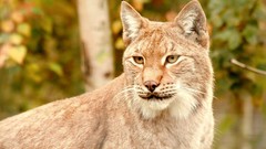 Animals lynx