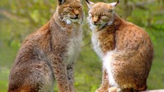 Animals lynx