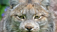 Animals lynx
