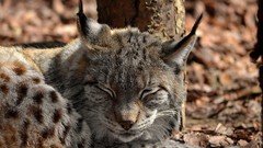 Animals lynx