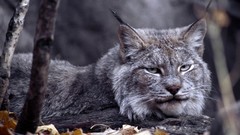 Animals lynx