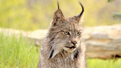 Animals lynx