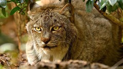 Animals lynx
