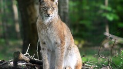 Animals lynx