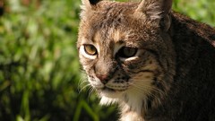 Animals lynx