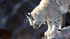 Animals lynx
