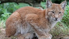 Animals lynx