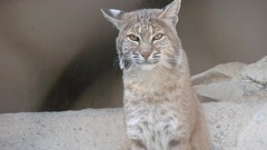 Animals lynx