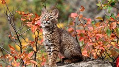 Animals lynx