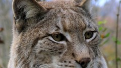 Animals lynx