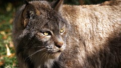 Animals lynx