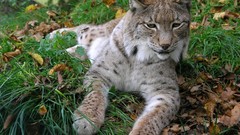 Animals lynx