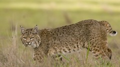 Animals lynx