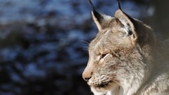Animals lynx