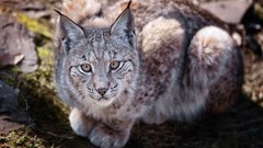 Animals lynx