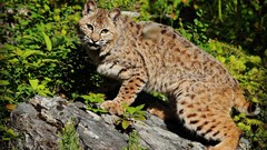Animals lynx